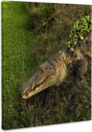 3dRose, Brown Caiman crocodile, Lettuce, Guanrico, Venezuela - SA20 POX0012 - Pete Oxford, Museum Grade Canvas Wrap 16x20