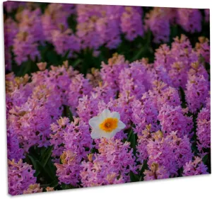 3dRose, Daffodile among a field of Hyacinth flowers, Lisse, Holland, Museum Grade Canvas Wrap 20x16