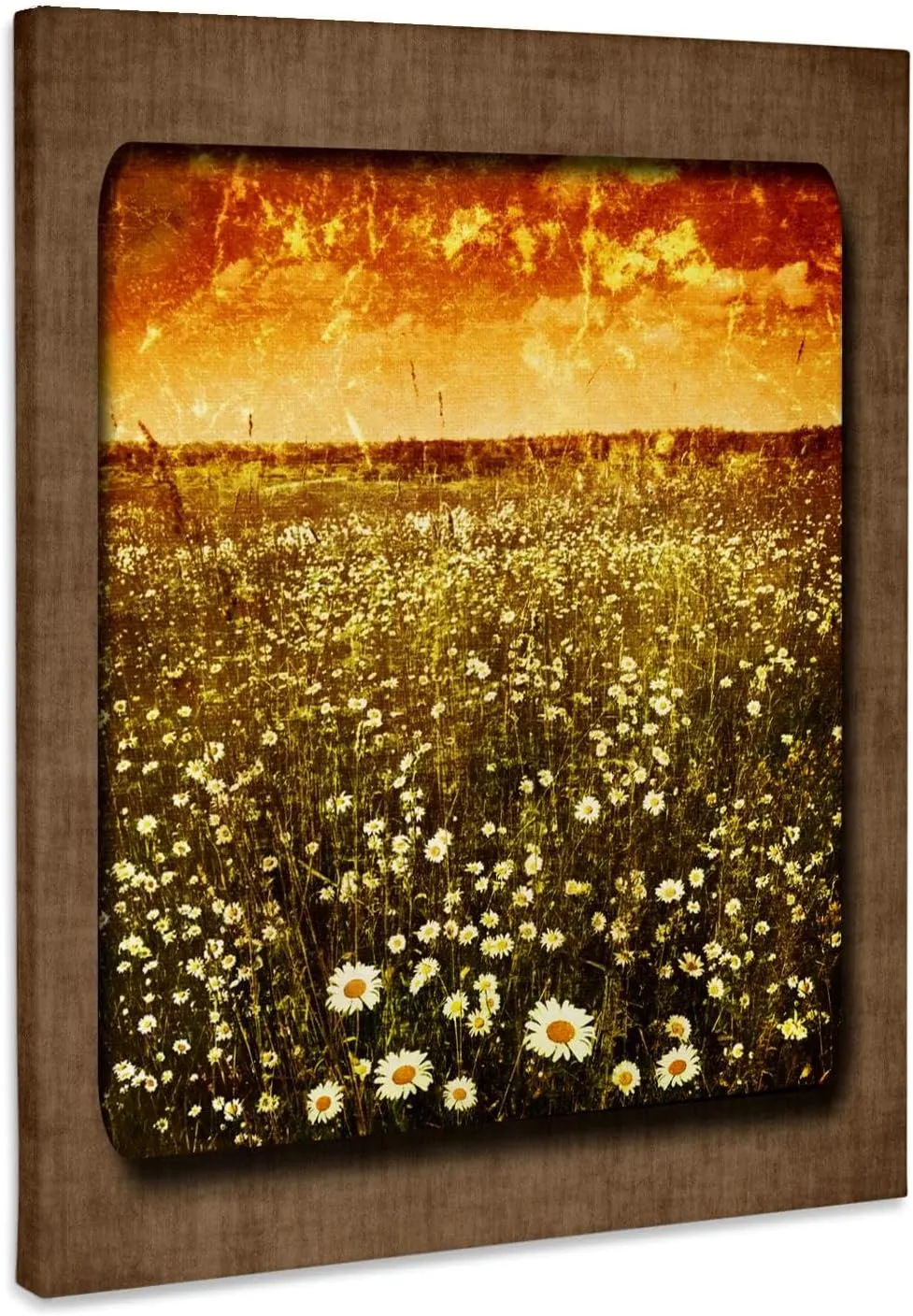 3dRose, Daisy Fields at Sunset, Museum Grade Canvas Wrap 8x10