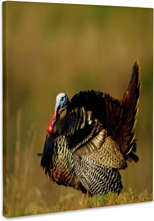 3dRose, Eastern Wild Turkey strutting in field, Williamson County, Tennessee, Museum Grade Canvas Wrap 11x14