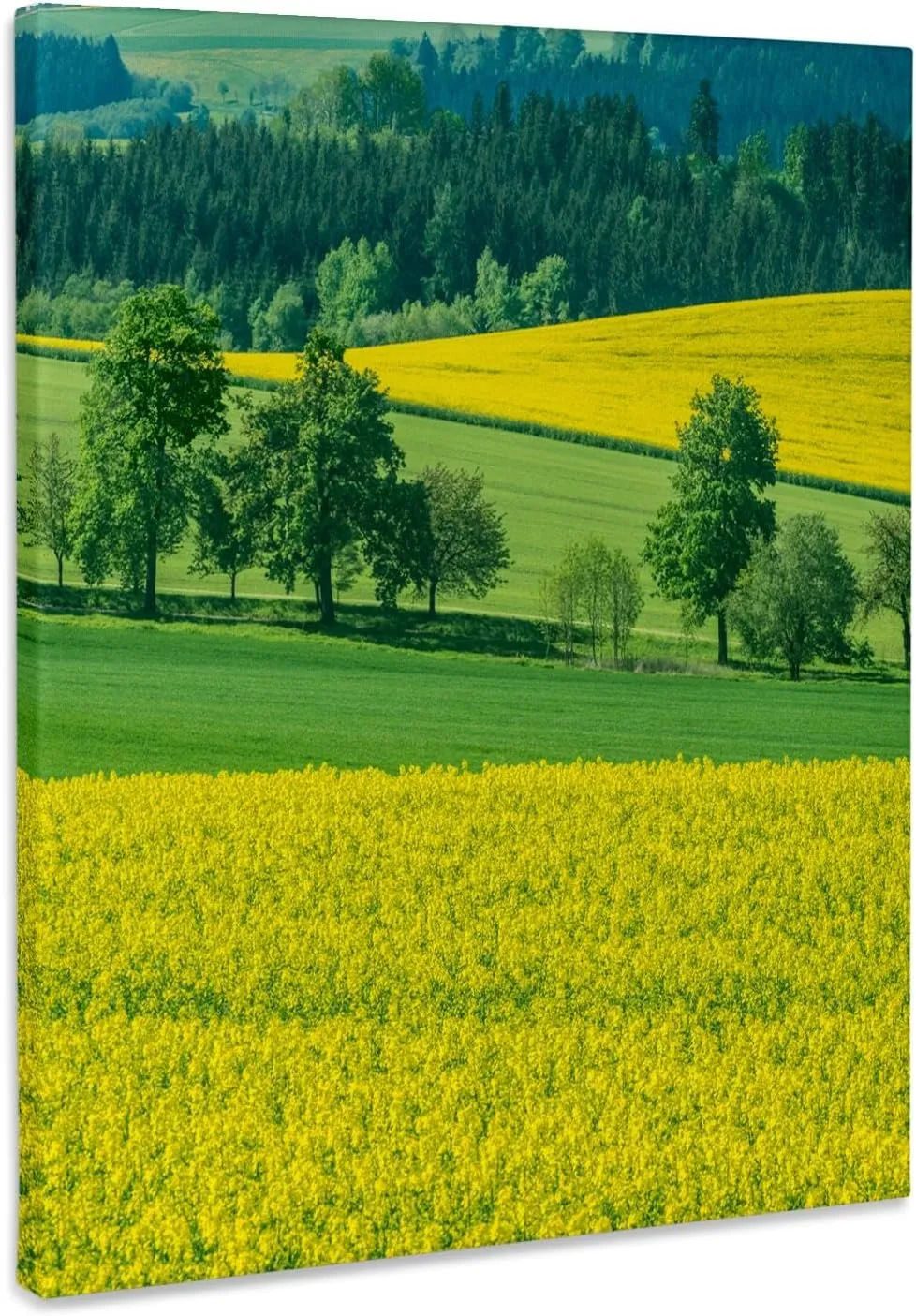 3dRose, Europe, Czech Republic, Bohemia, Canola and Wheat Fields., Museum Grade Canvas Wrap 8x10