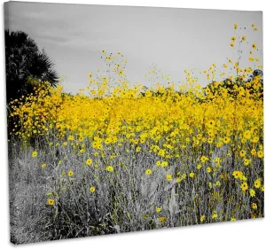 3dRose, Image of Black And White With Field Yellow Sunflowers In Florida, Museum Grade Canvas Wrap 14x11