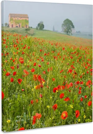 3dRose, Italy, Tuscany. A foggy morning amidst a field of poppies., Museum Grade Canvas Wrap 8x10
