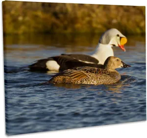 3dRose, King eider duck, tundra pond, Alaska, USA - US02 HRO0726 - Hugh Rose, Museum Grade Canvas Wrap 14x11
