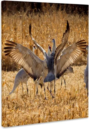3dRose, Sandhill Cranes in corn field, Bosque del Apache NWR 01, Museum Grade Canvas Wrap 8x10