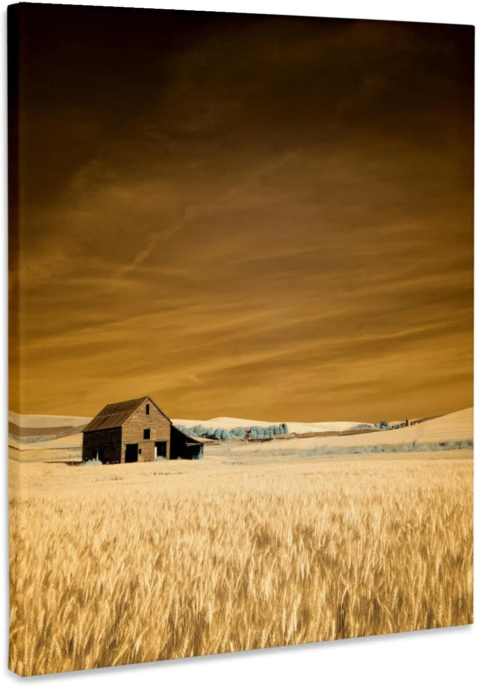 3dRose, USA, Washington State, Palouse. Old barn in the middle of wheat field, Museum Grade Canvas Wrap 8x10