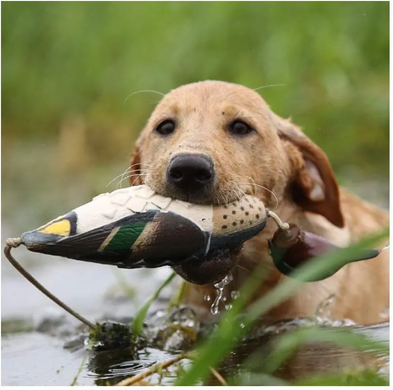 Avery Sporting Dog EZ-Bird Training Dummy – Realistic Floating Retriever Bumper for Water & Field Training
