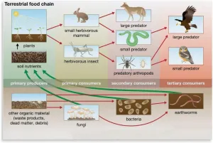 Food Chain And Food Web Ecosystem Poster (4) Canvas Print Wall Art Decor Living Office Bedroom 30x20inch(75x50cm) Unframe-style