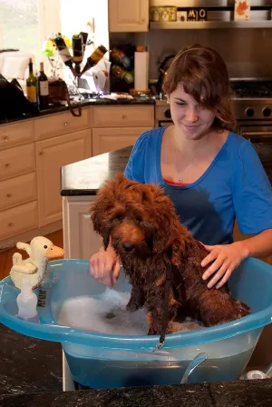 Pet Gear Pup-Tub, Bathtub for Dogs and Cats up to 20lbs, Easy Drain, Tethers Included, Aqua